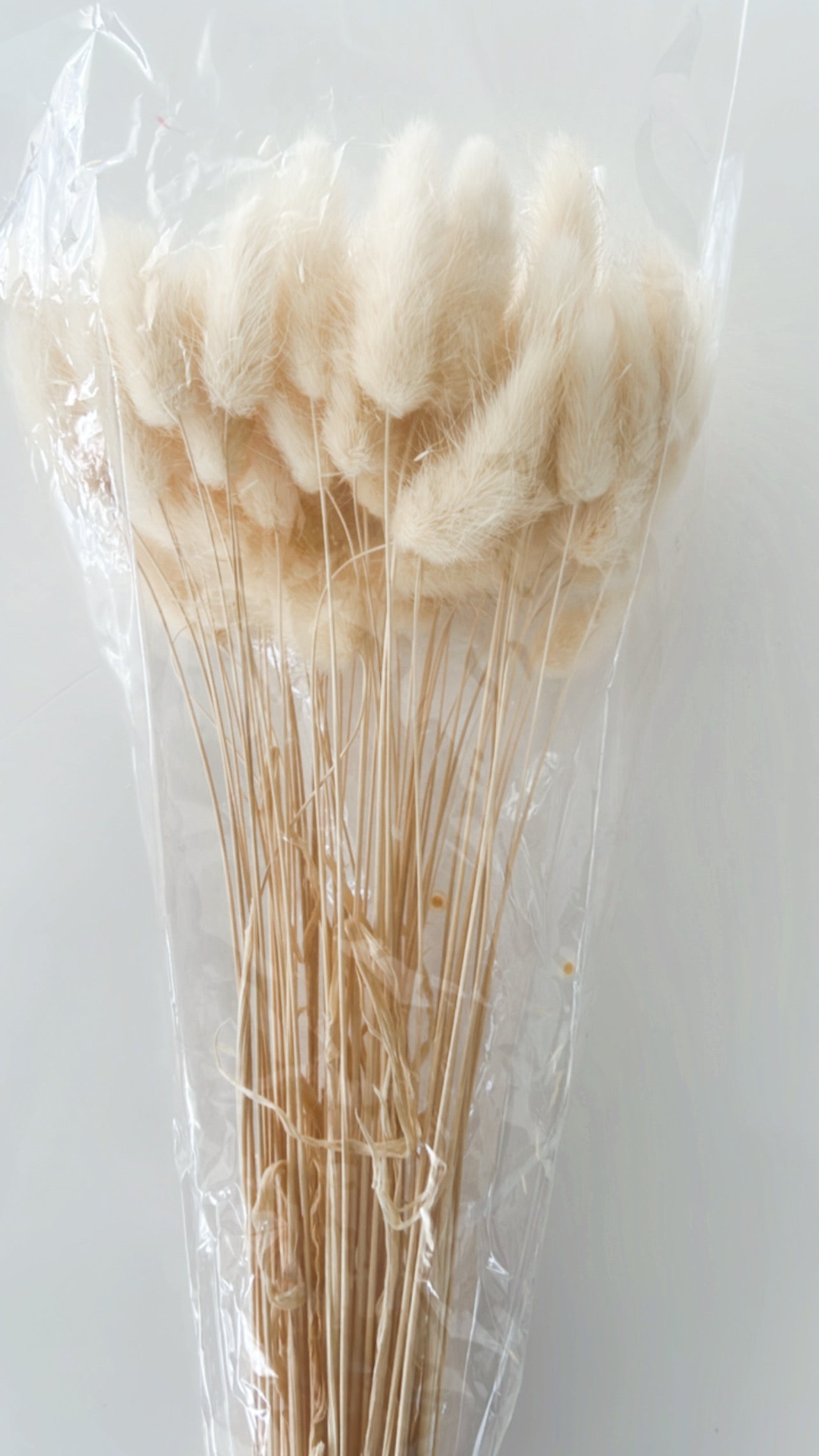 Dried Bunny Tails ~ White Dried Flowers