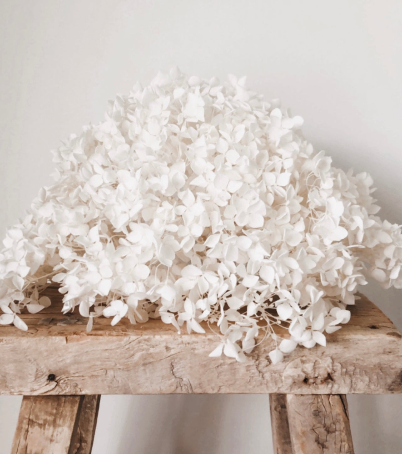 Hydrangea | White | Dried Flowers