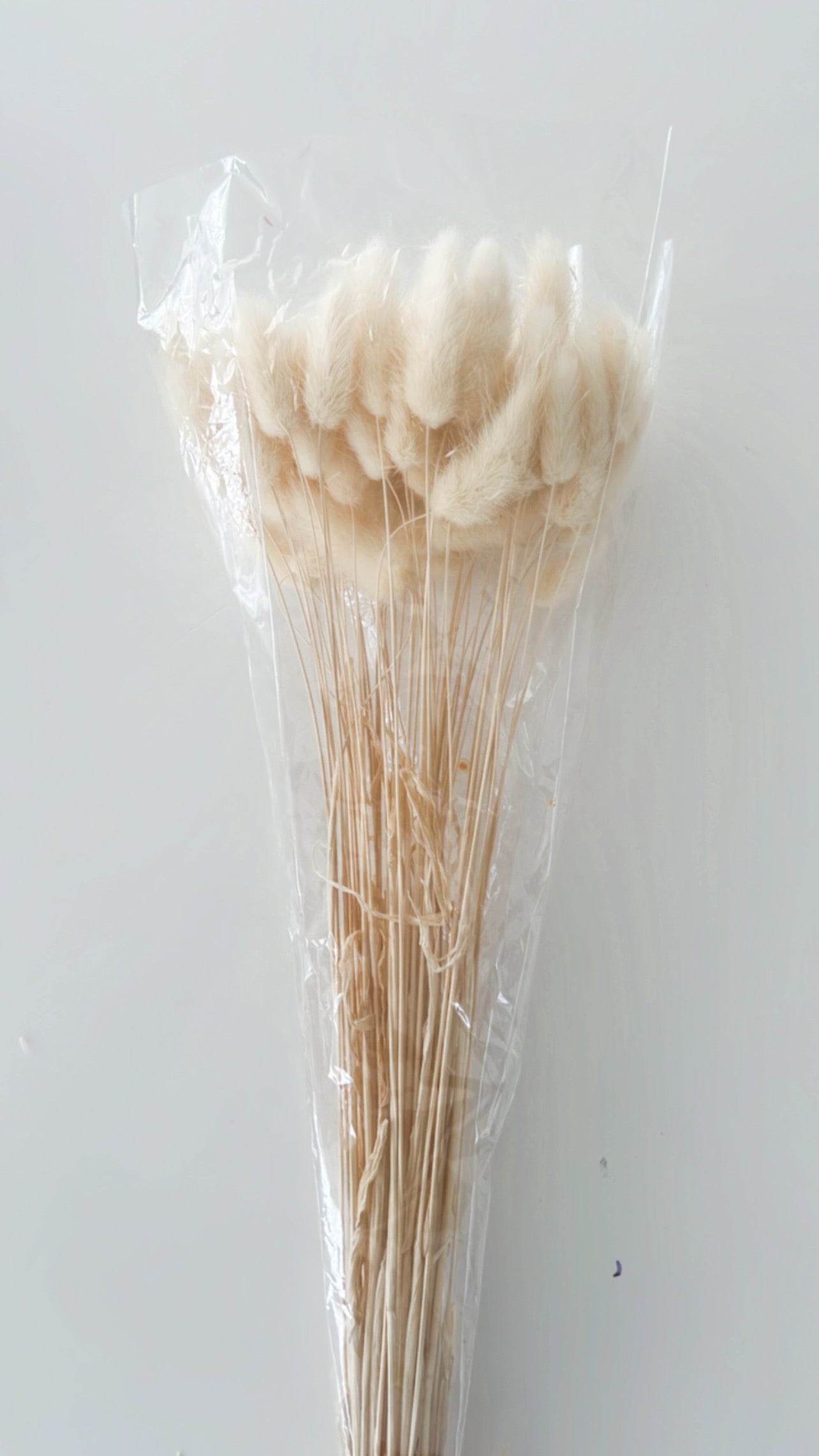 Dried Bunny Tails ~ White Dried Flowers