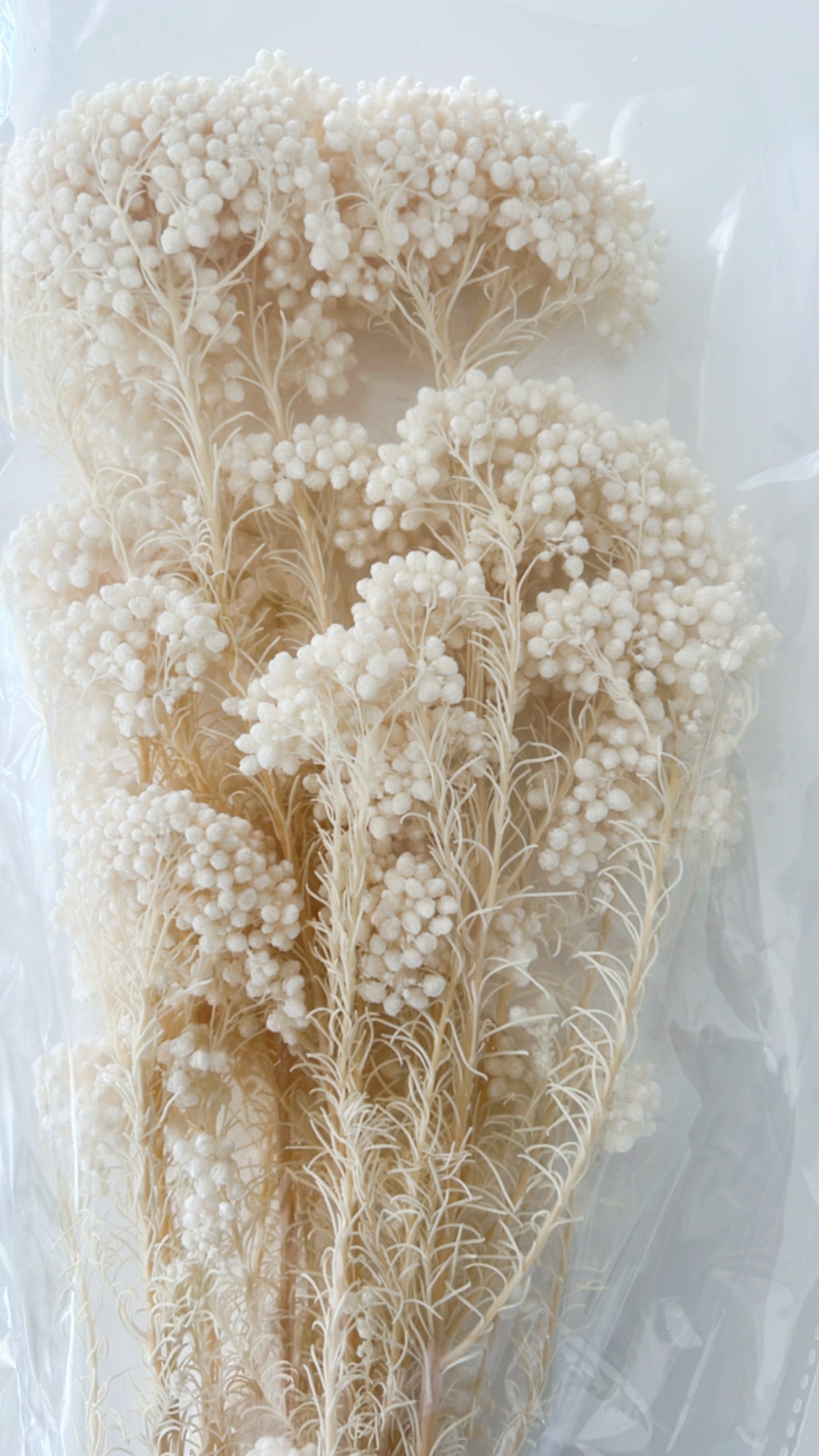 Dried white rice flowers 