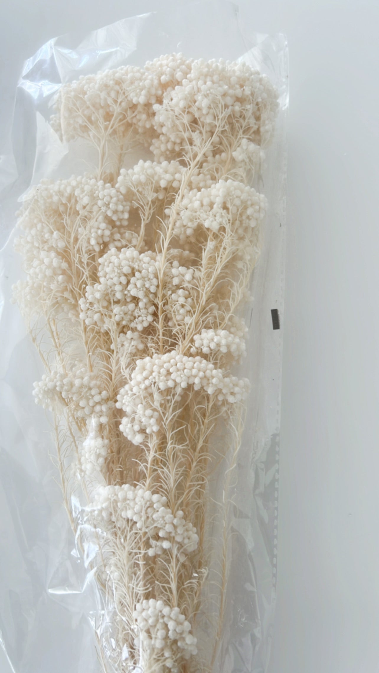 Dried rice flowers in white perfect for any dried floral arrangement 